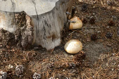 DSC_3270 (Large).JPG